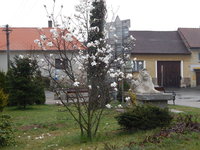 socha lva